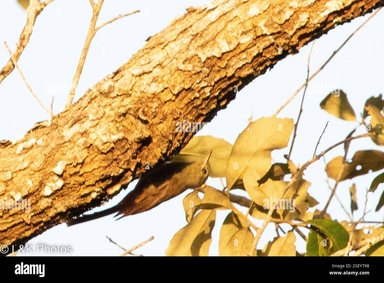 Woodcreepers (Dendrocolaptinae), Aves, Crooked Tree, Belize Stock Photo ...