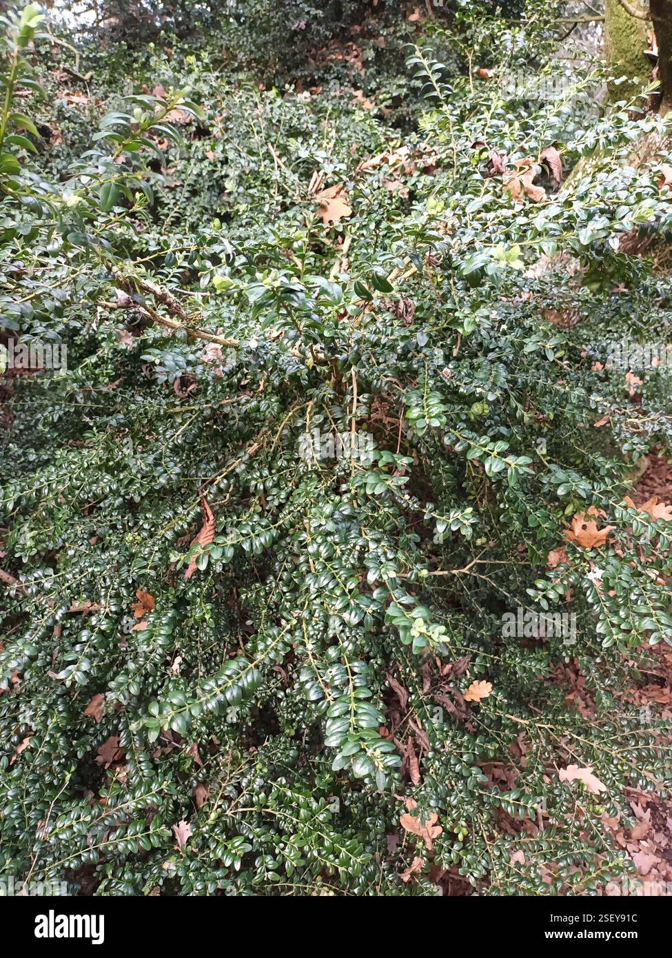 common box (Buxus sempervirens), Plantae, Northamptonshire, UK Stock ...