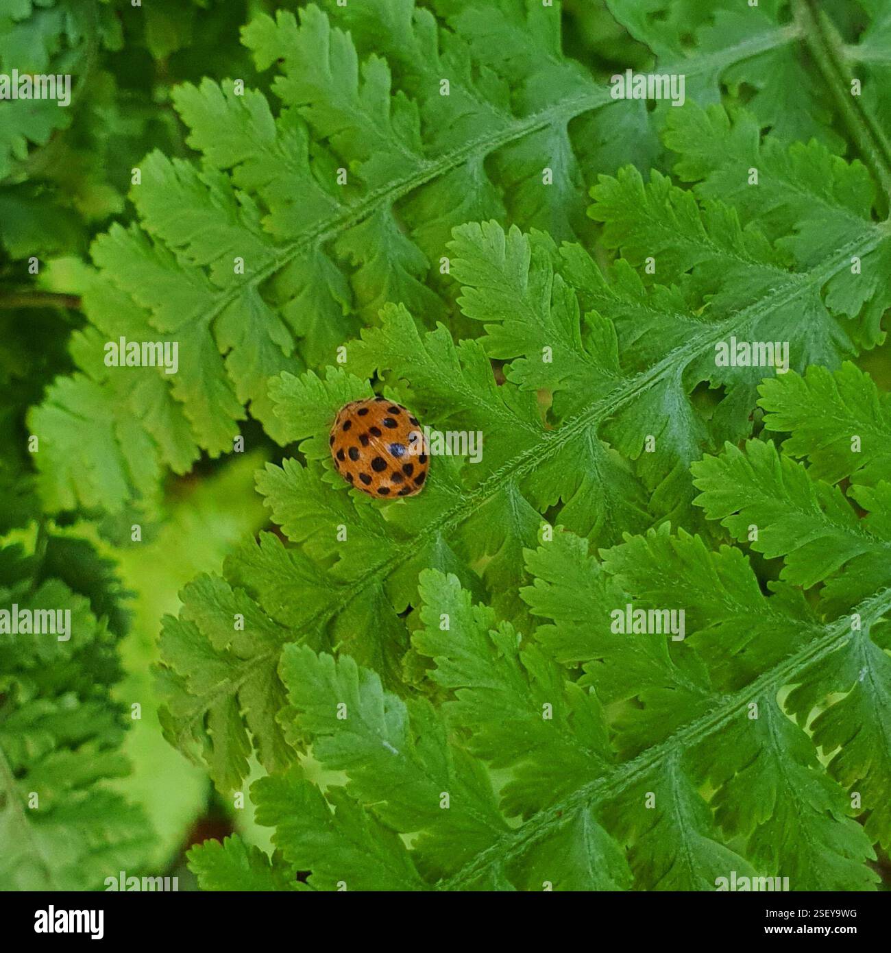 Hadda Insect Brisbane qld 4000 hi-res stock photography and images - Alamy