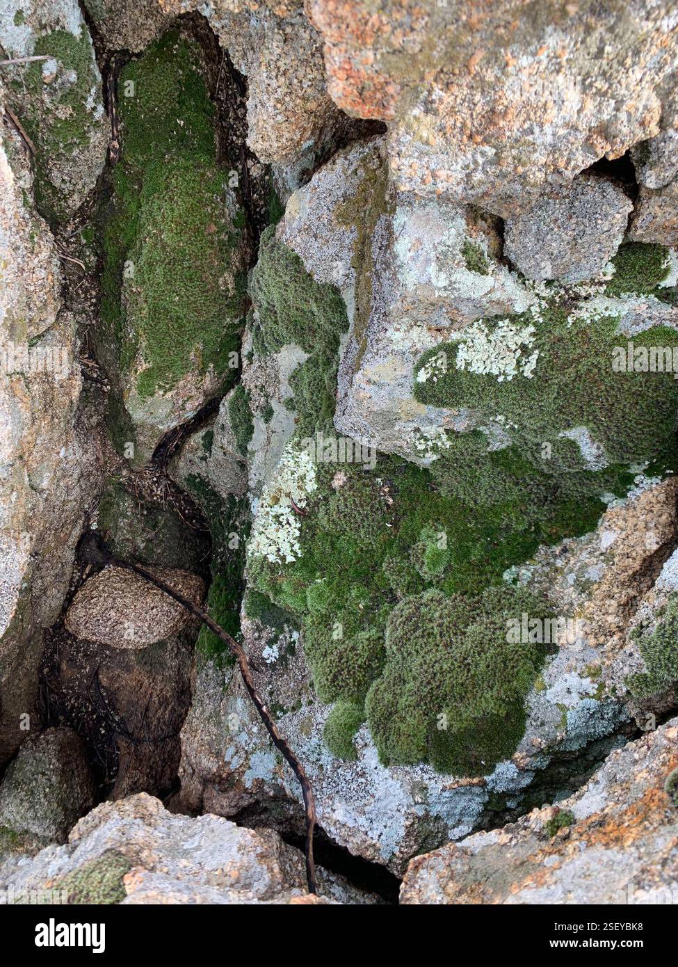 Grimmia Dry Rock Moss (Grimmia laevigata), Plantae, Ensenada, Baja ...