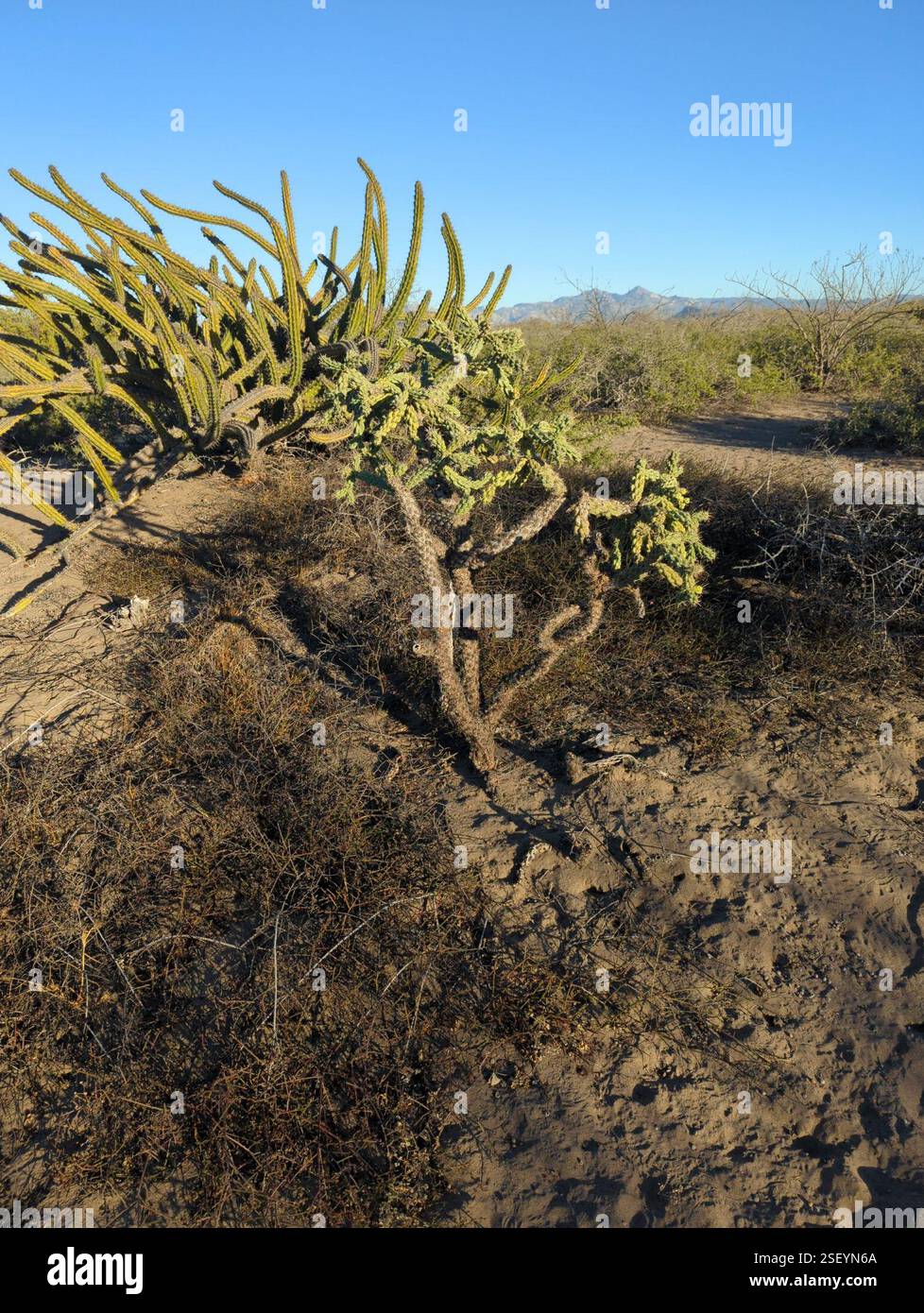 Chain-link Cholla (Cylindropuntia cholla), Plantae, La Paz, BCS, Mexico ...