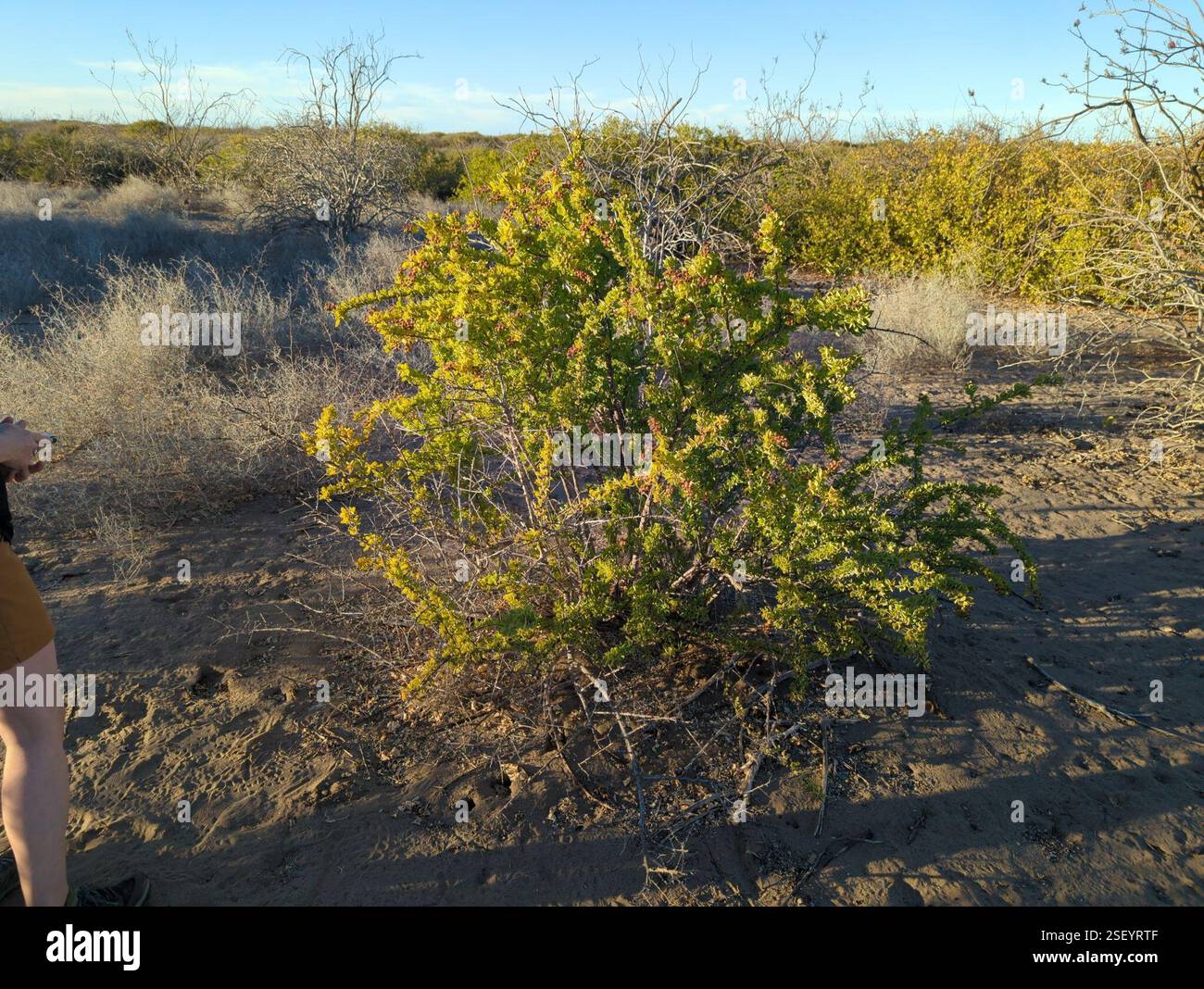 Baja California Stegnosperma (Stegnosperma halimifolium), Plantae, La ...