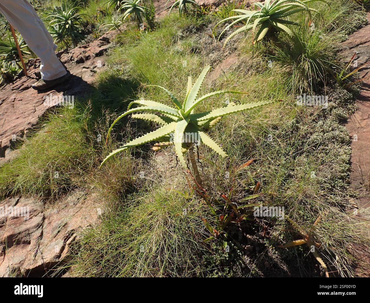 Aloe pluridens hi-res stock photography and images - Alamy