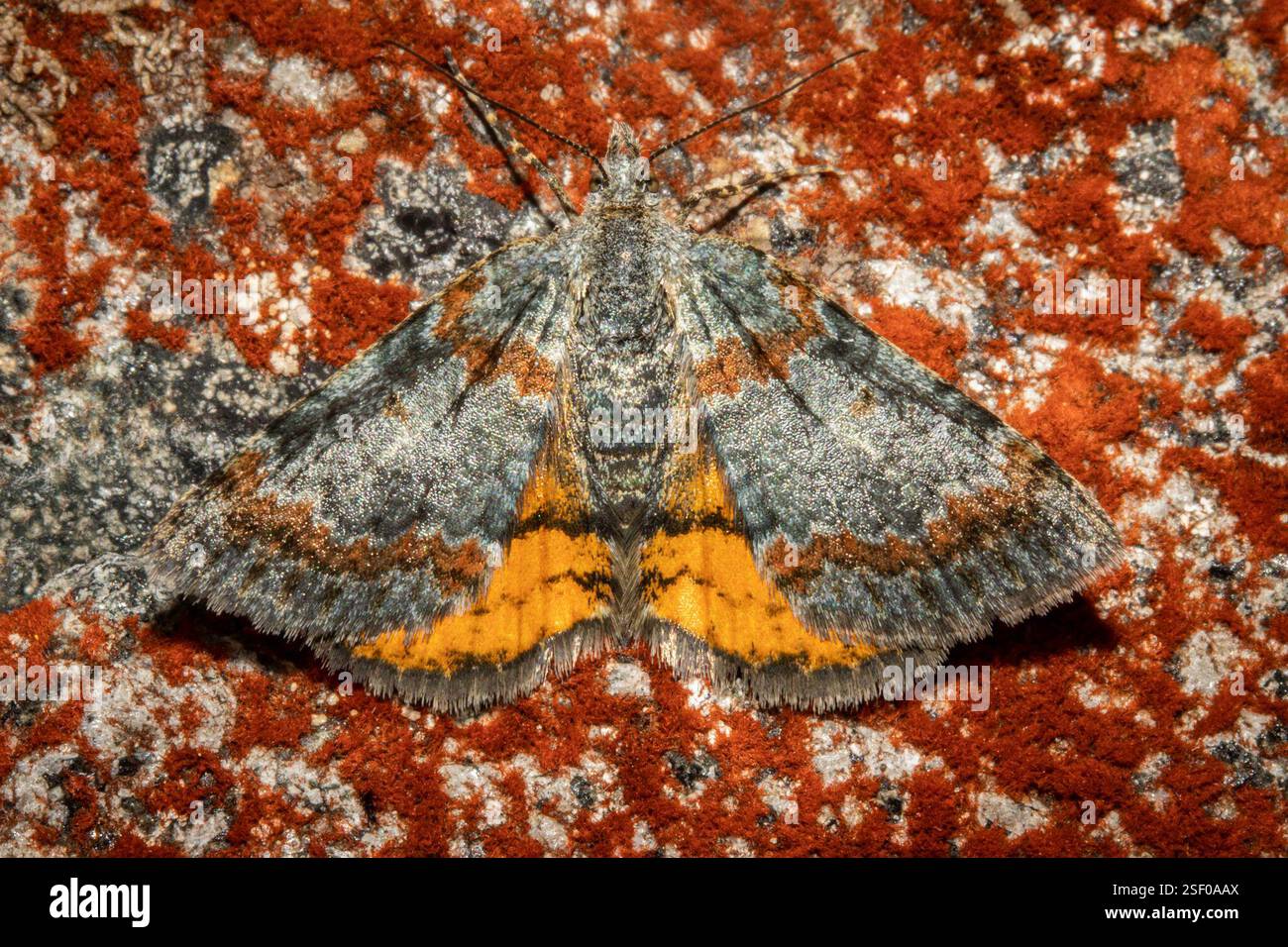 Creekbed Orange Underwing (Paranotoreas zopyra), Insecta, Southland ...