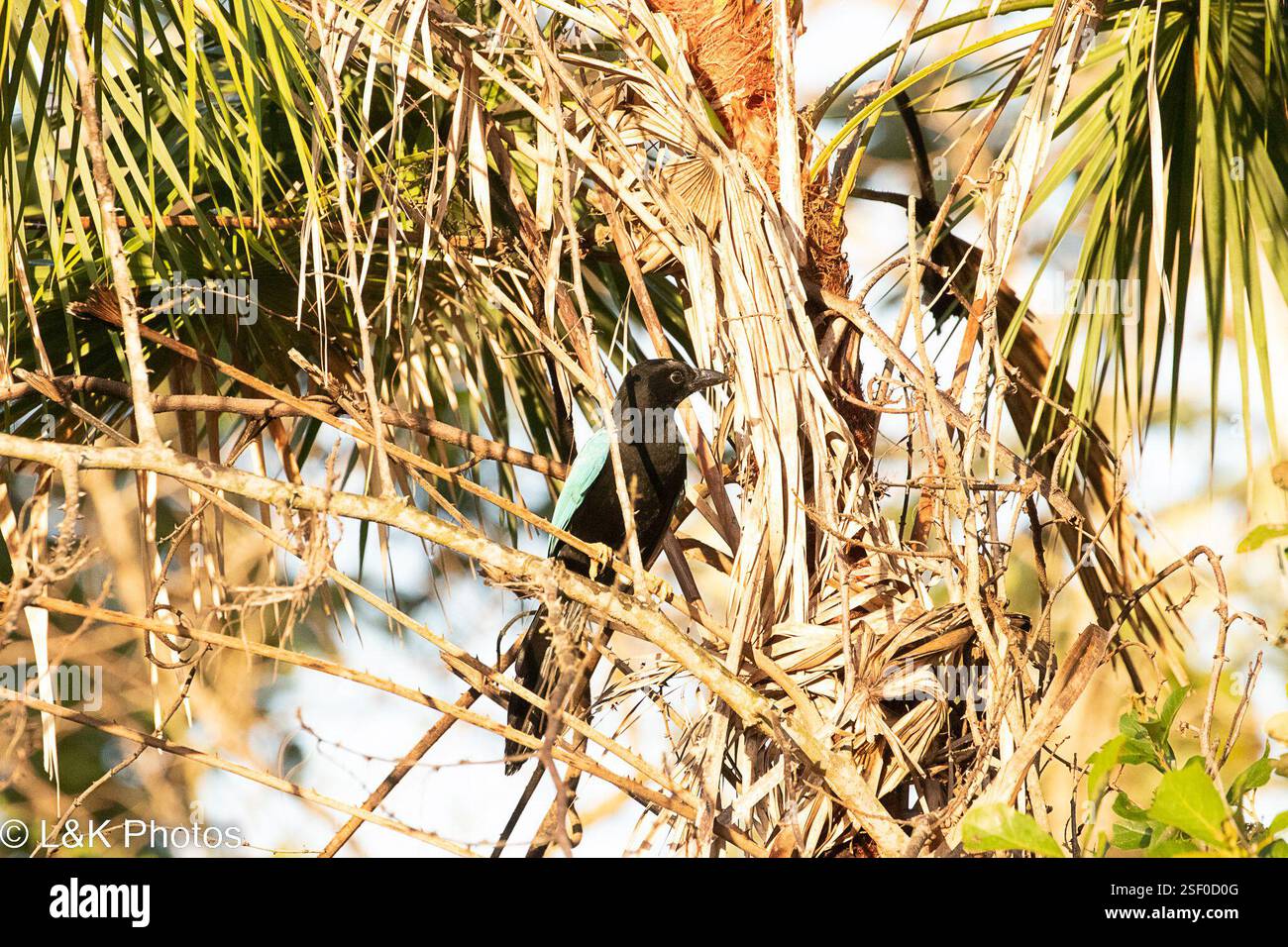 Yucatan Jay (Cyanocorax yucatanicus), Aves, Crooked Tree, Belize Stock ...