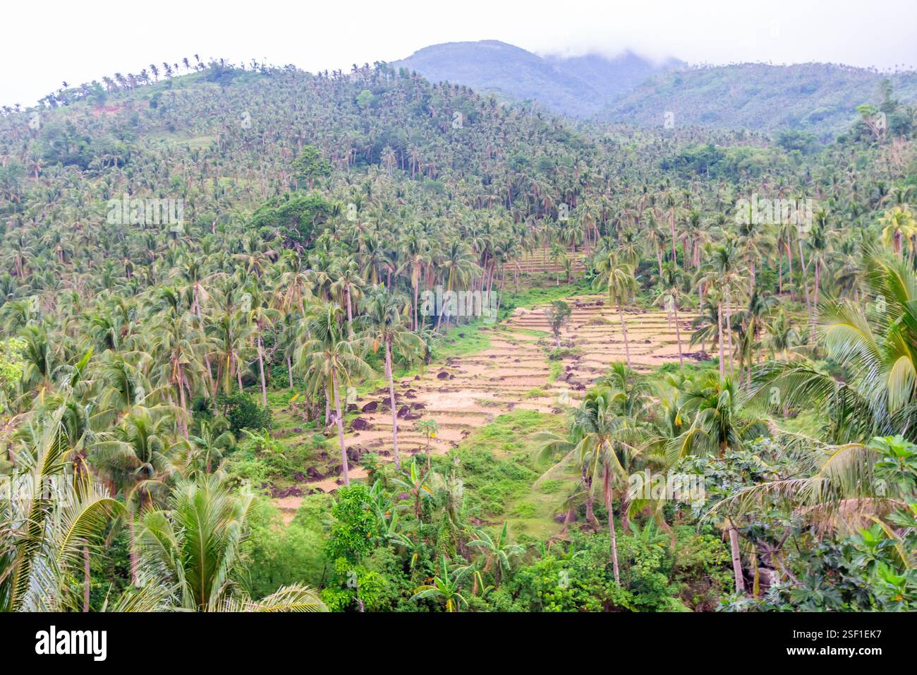 Rice terraces carved into a green hillside with layered paddies in ...