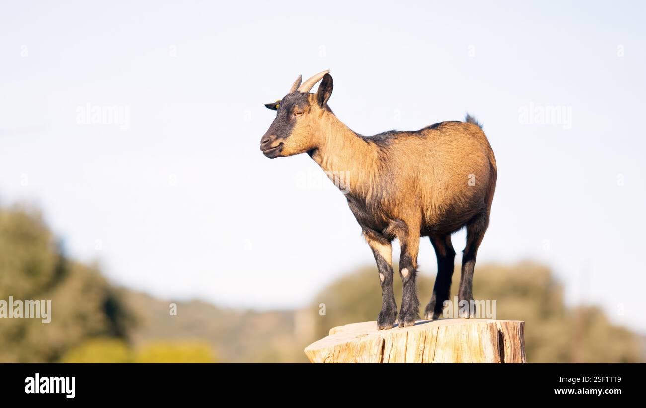 Brown and black goat standing on tree trunk in nature Stock Photo