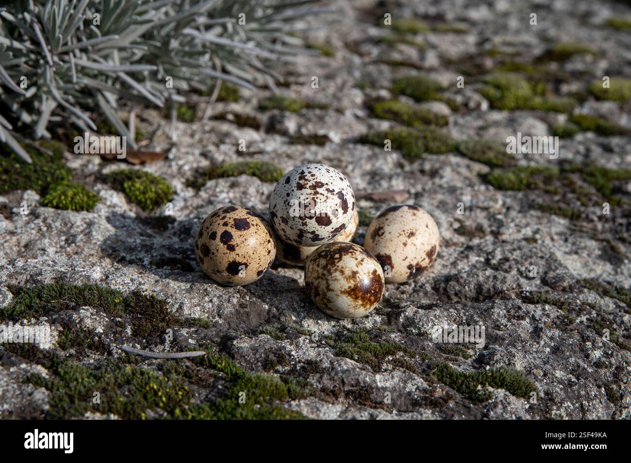 The Common quail (Coturnix coturnix) eggs . Stock Photo