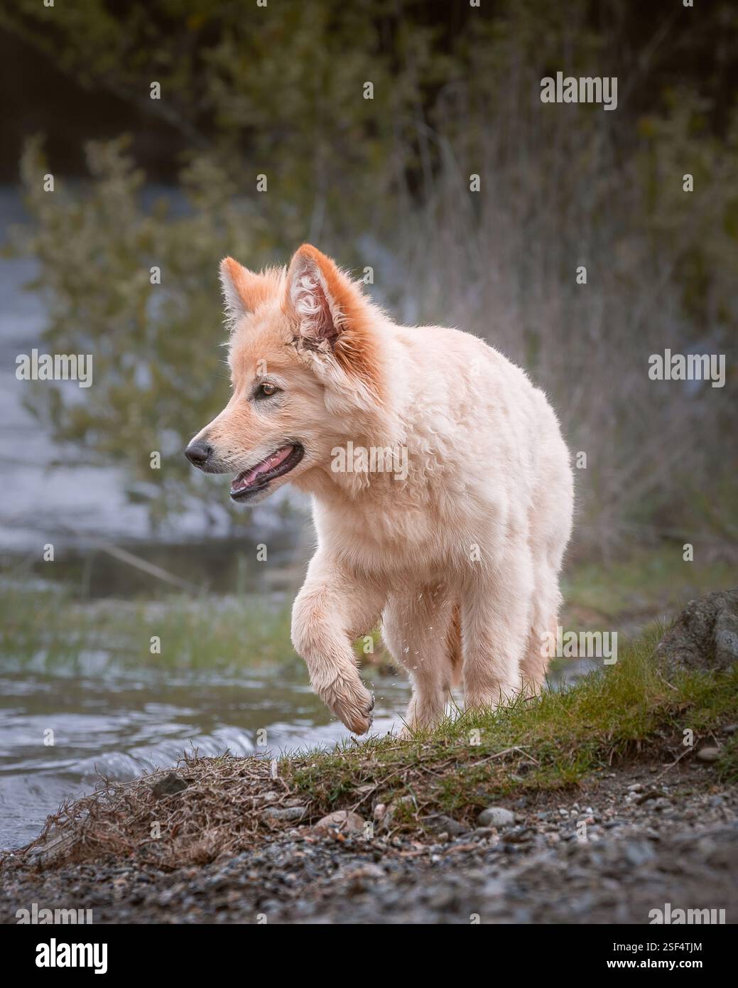 White German Shepherds in the forest Stock Photo