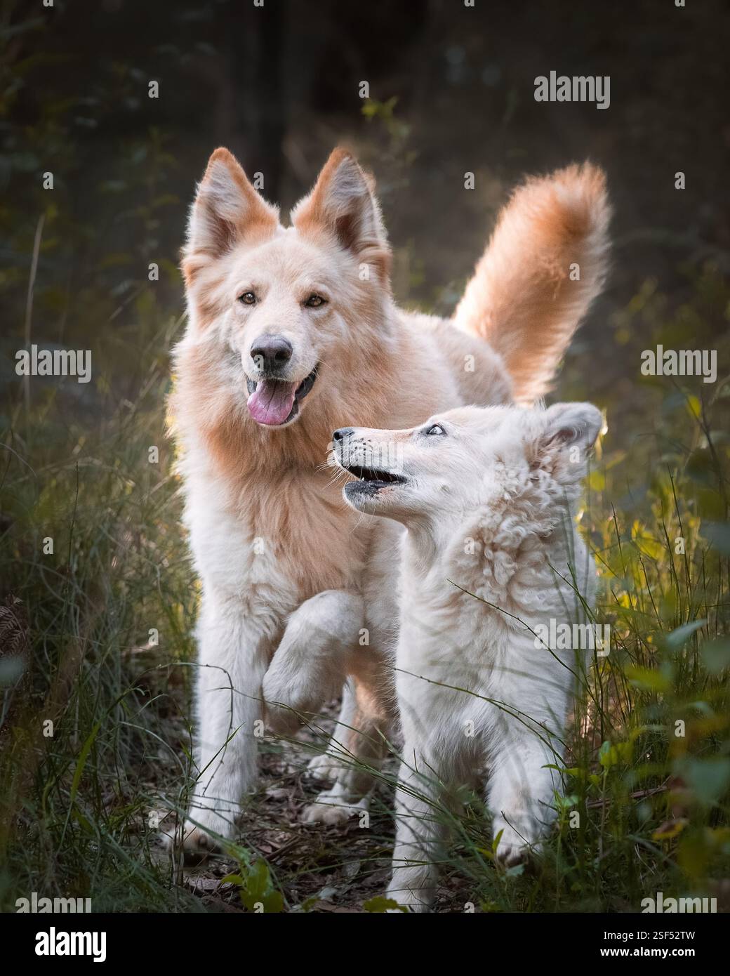 White German Shepherds in the forest Stock Photo