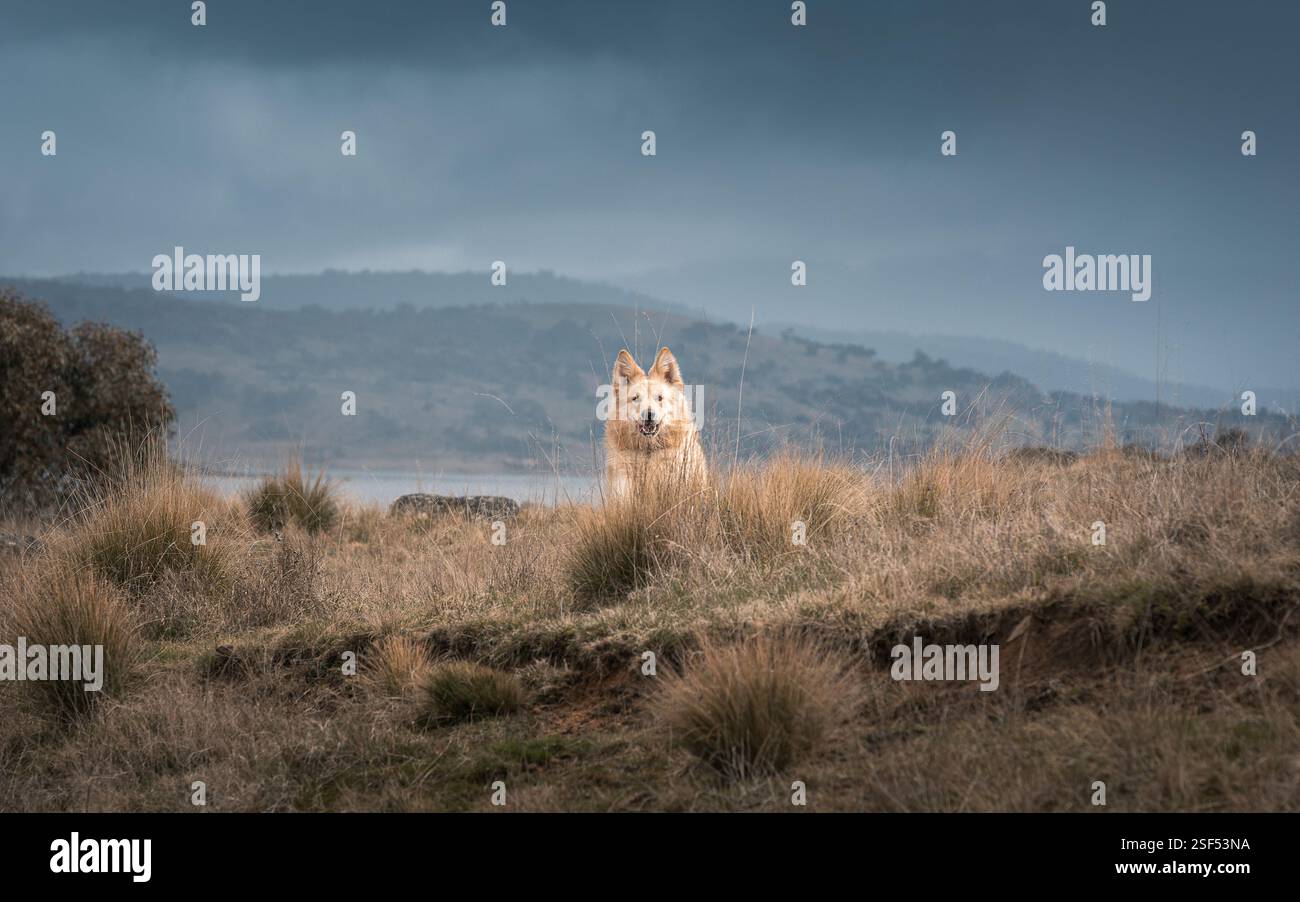 White German Shepherds in the forest Stock Photo