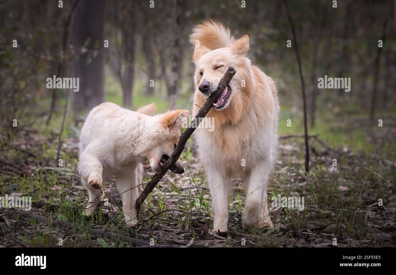 White German Shepherds in the forest Stock Photo