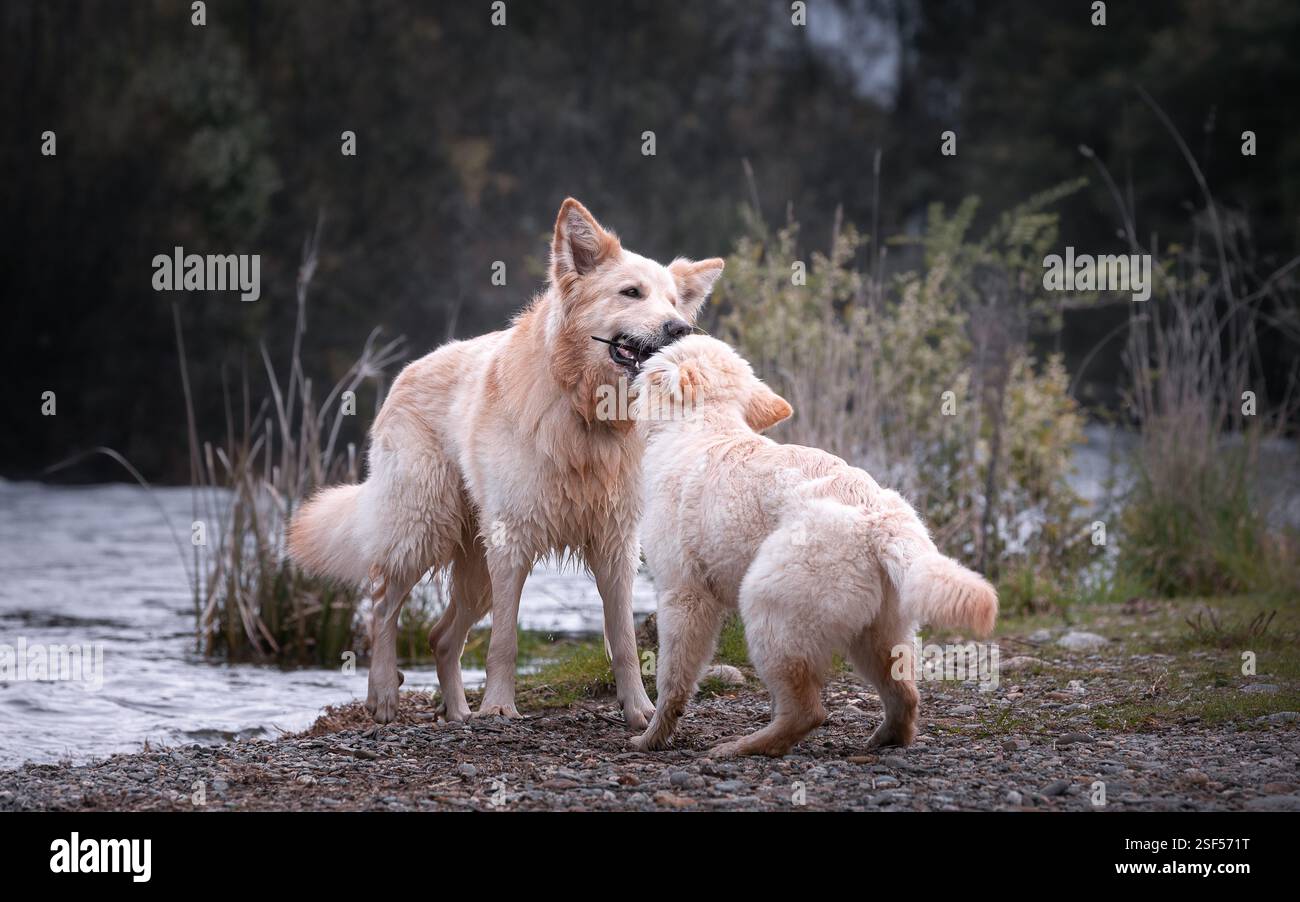 White German Shepherds in the forest Stock Photo