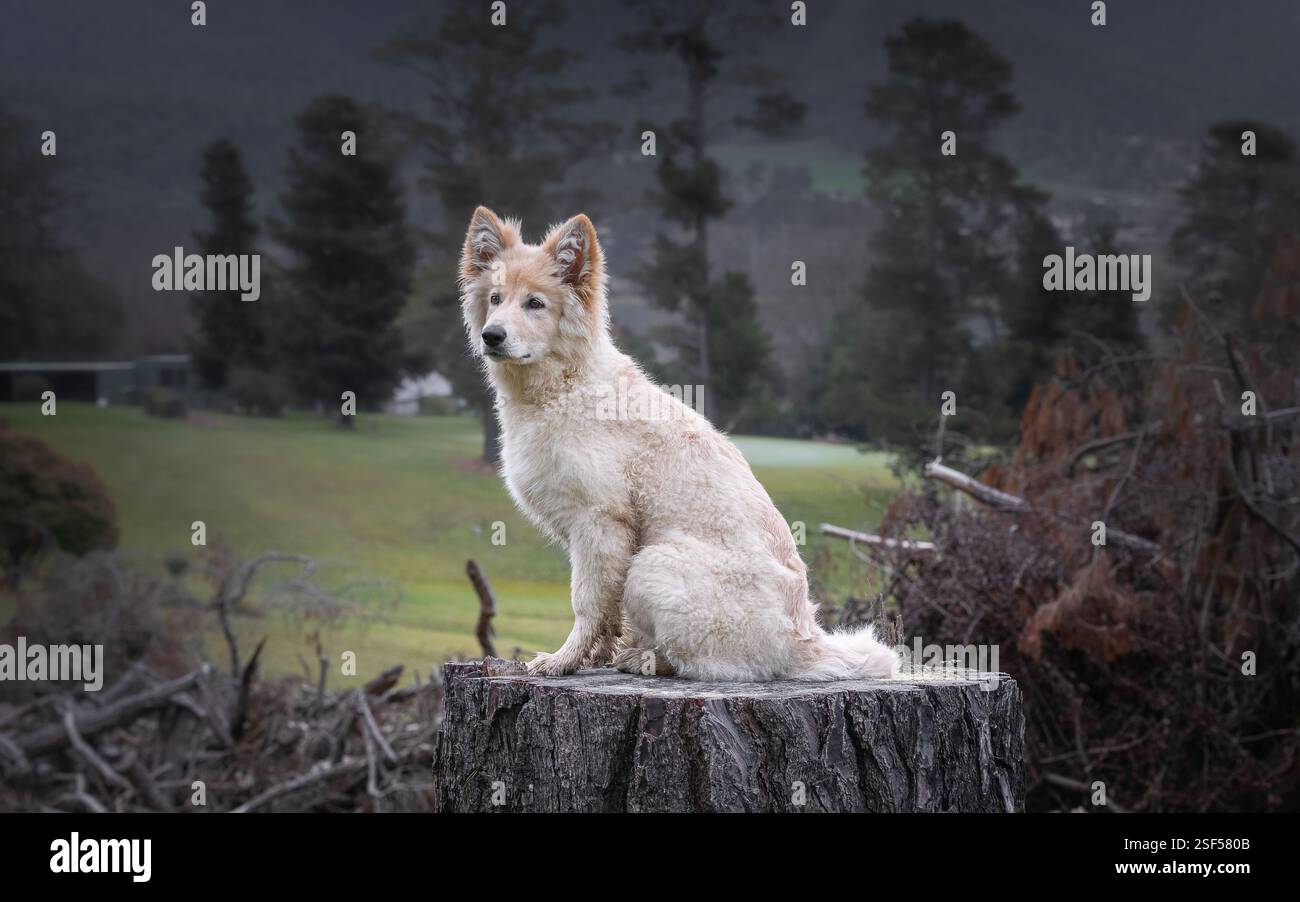 White German Shepherds in the forest Stock Photo