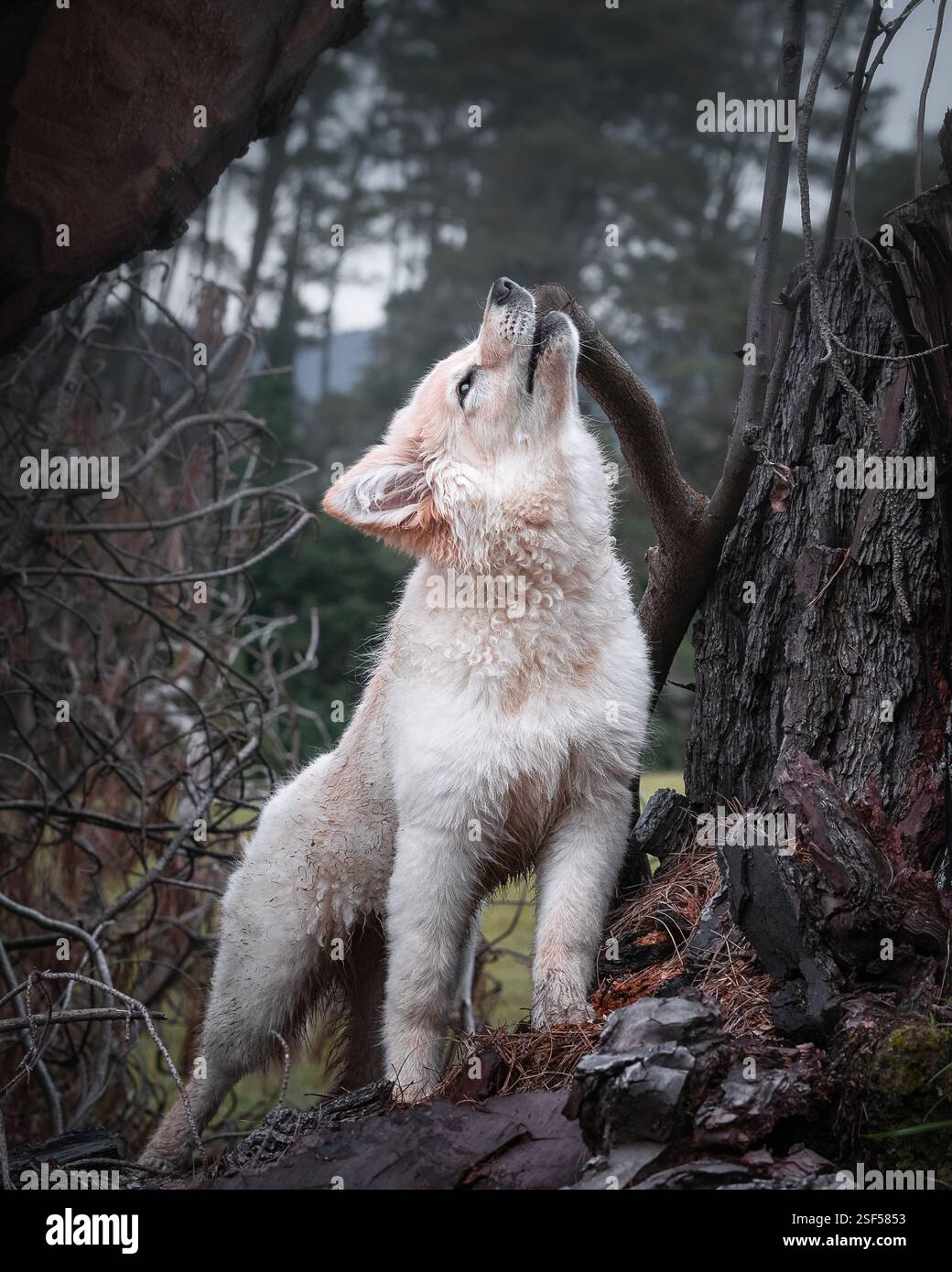 White German Shepherds in the forest Stock Photo