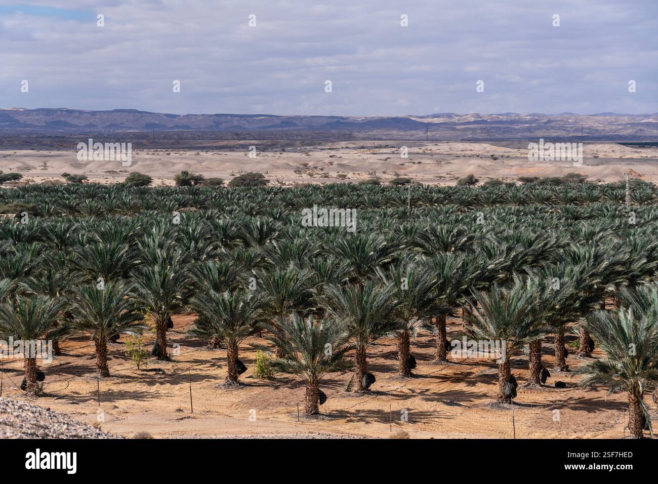 Tree Settlement Palm tree plantation near the Israeli community settlement of Hatzeva ...