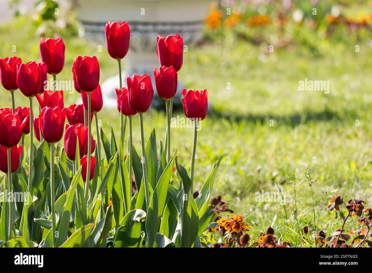 beautiful tulip flowers. green environment. urban landscape in spring.  love symbol Stock Photo