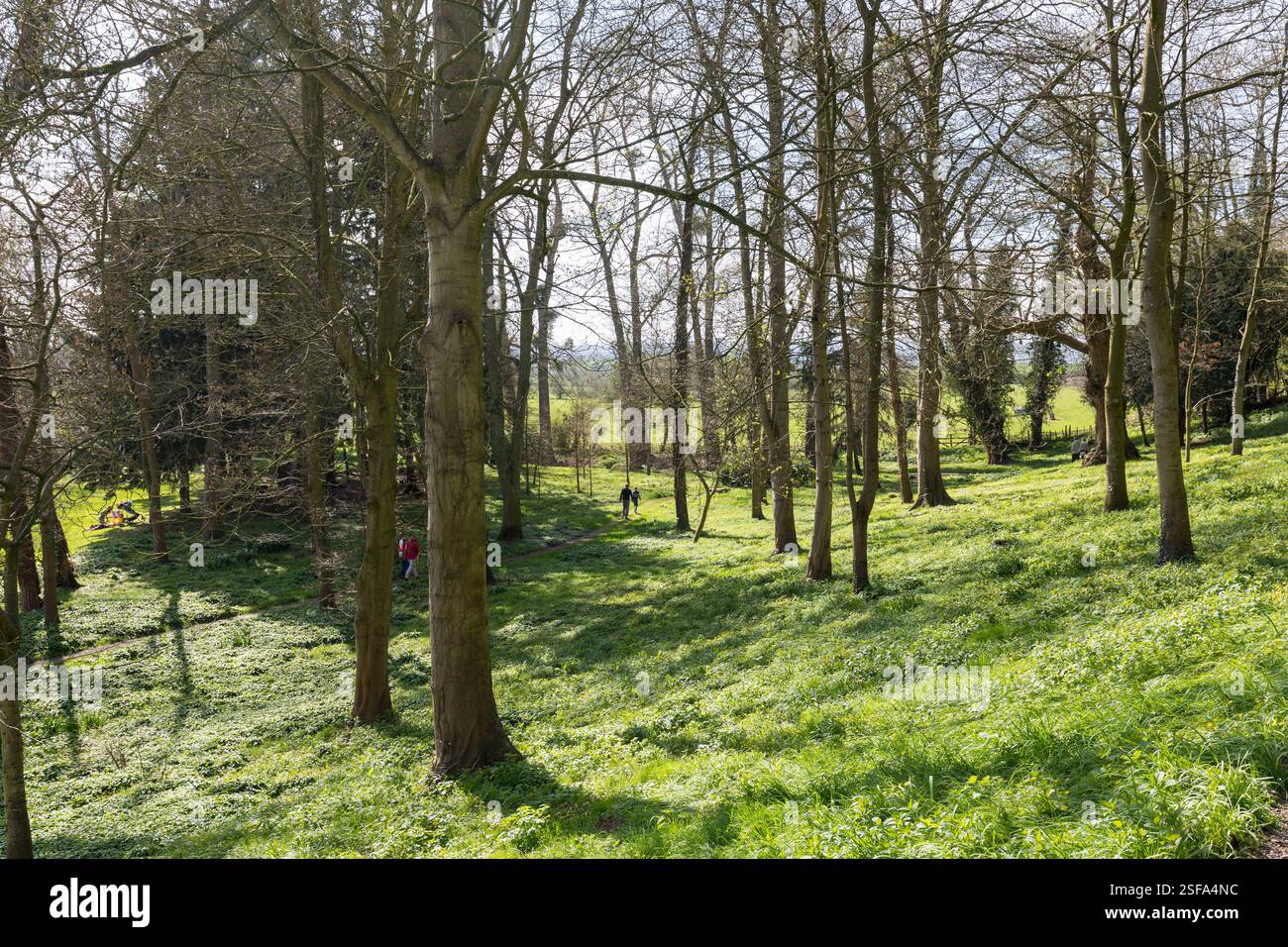 People walking through open woodland, Hereford, England, UK Stock Photo