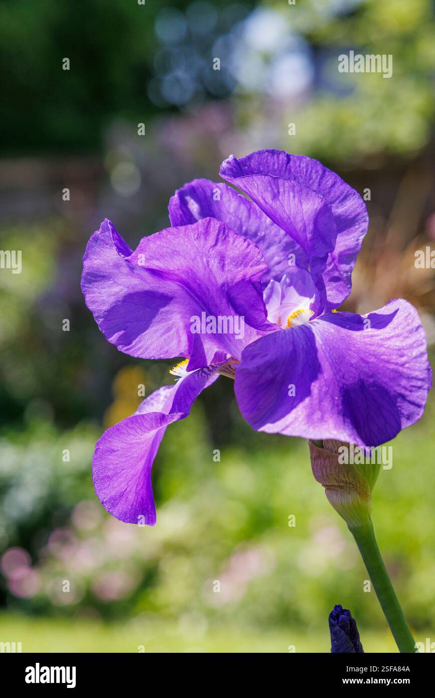 Iris flowering, Abergavenny, Wales, UK Stock Photo