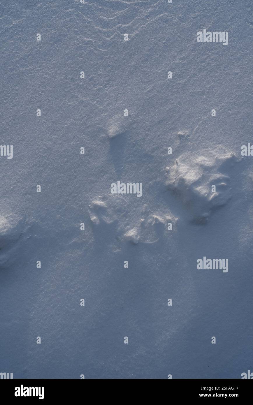 Snow texture, pattern. Light and shadow. Stock Photo