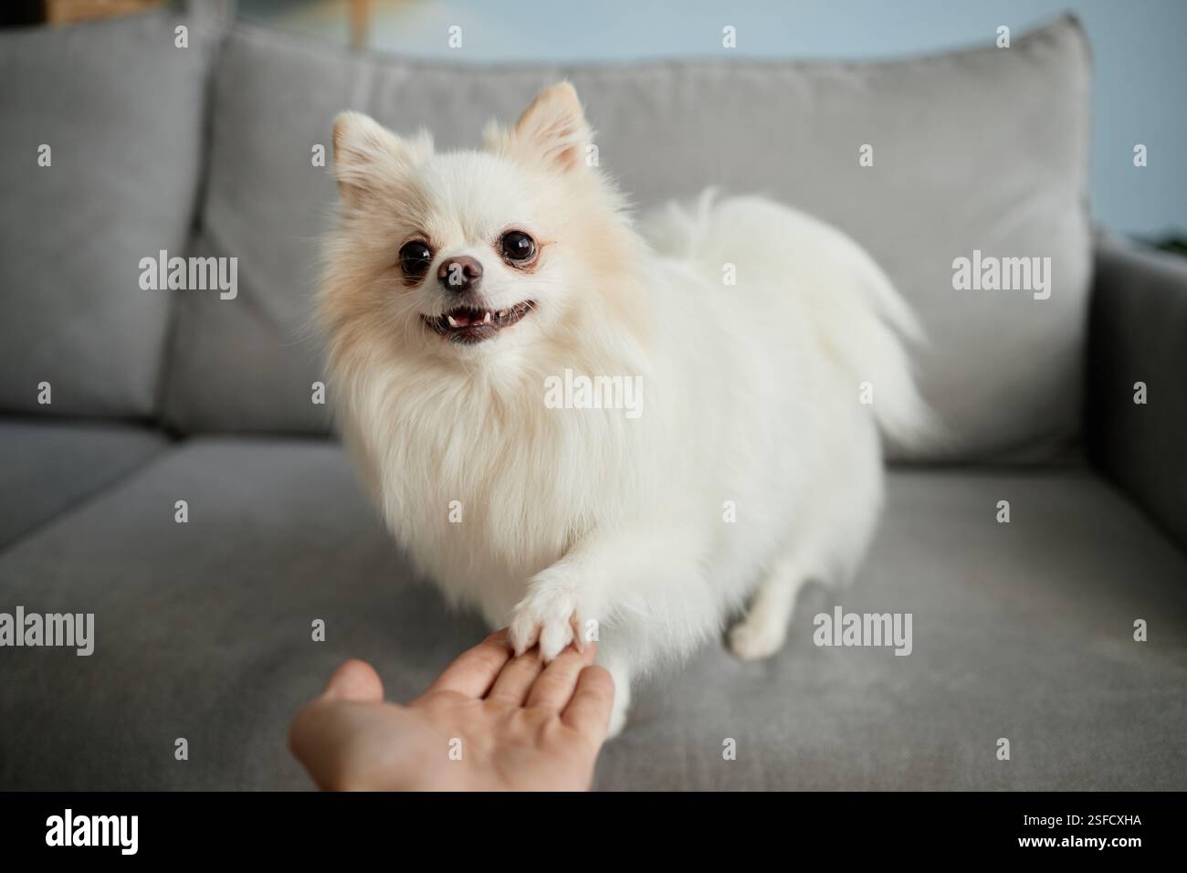 Fluffy white Pomeranian puppy cheerfully giving a paw while standing on ...