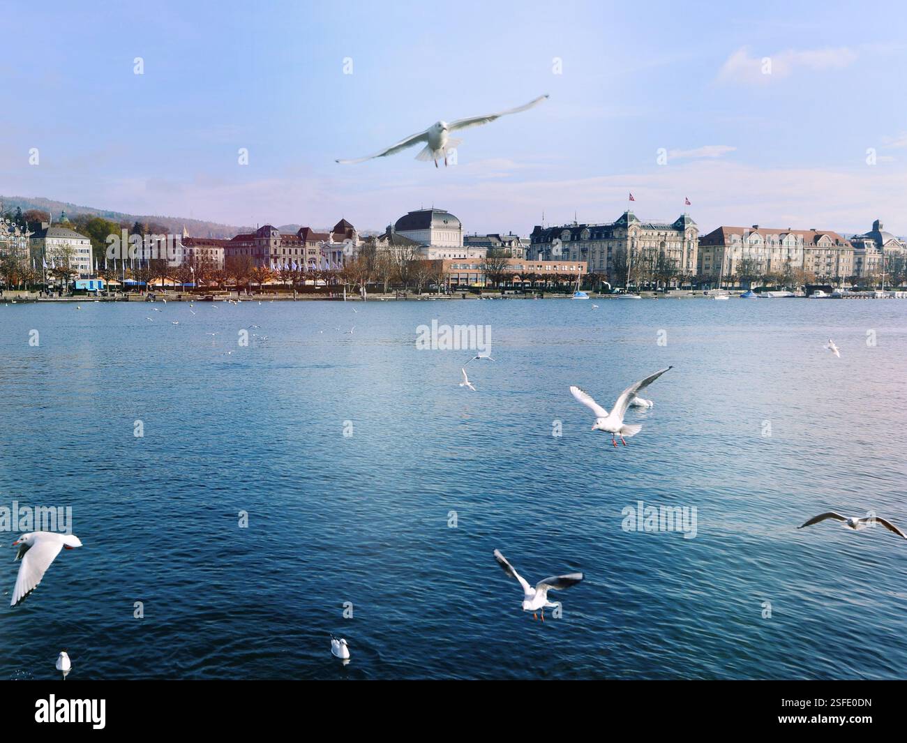 Seagulls flying over Lake Zurich with city skyline in distance, Zurich, Switzerland Stock Photo