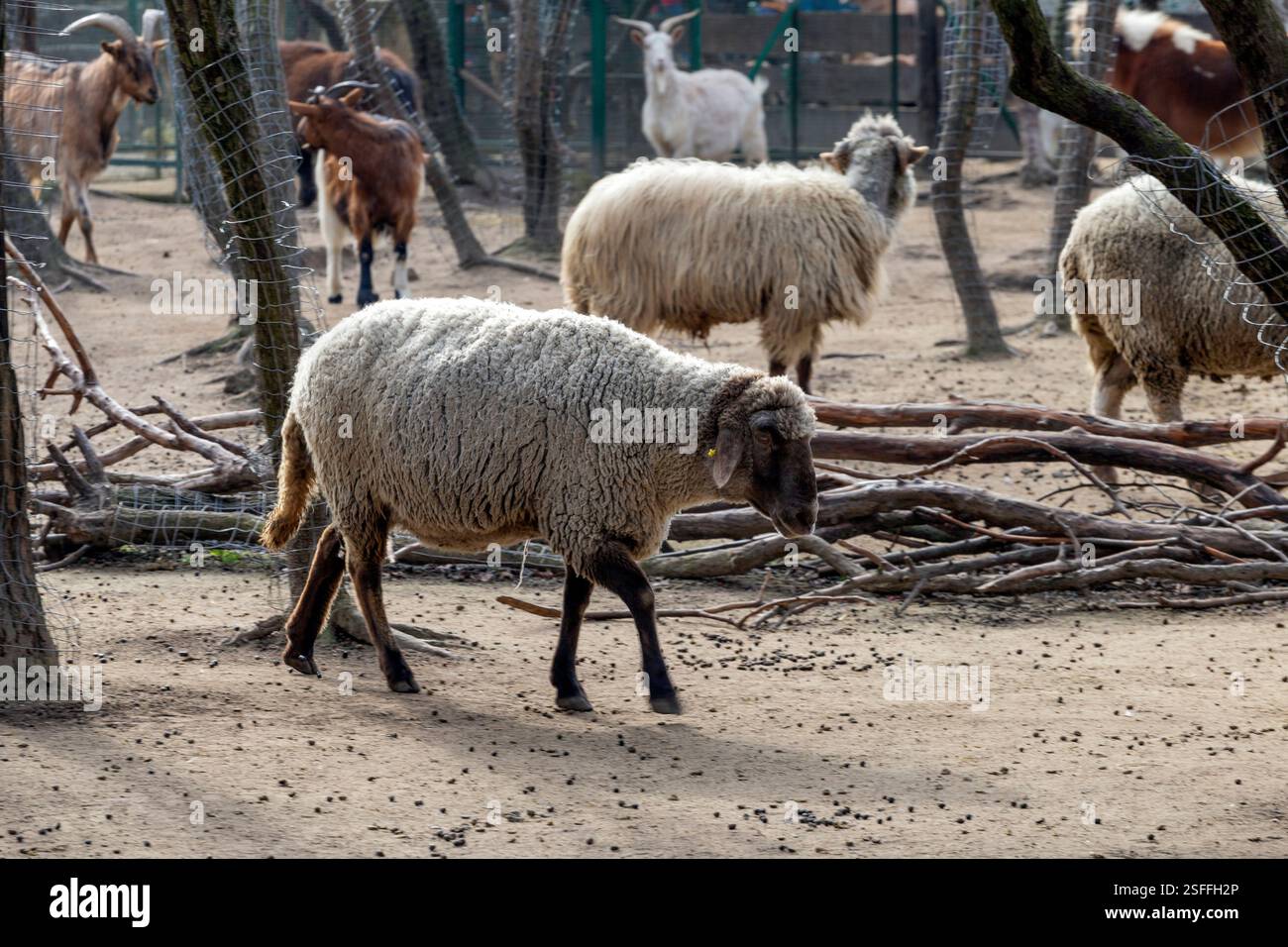 Setting Sheep A sheep walks leisurely among trees in a farmyard where goats and other ...