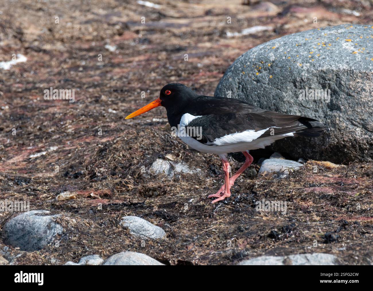 A black and white oystercatcher bird with a striking orange beak walks ...