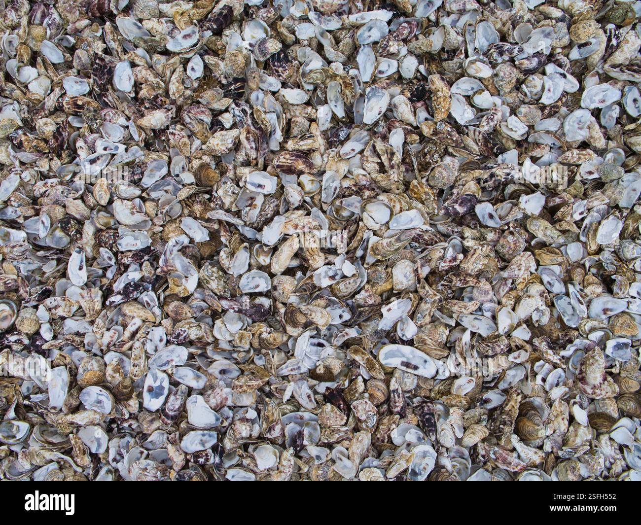 Discarded oyster shells on the beach at Cancale on the Brittany coast in Northern France. The shells are discarded by people buying them from nearby s Stock Photo