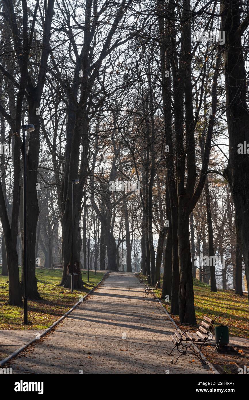 A tranquil park pathway lined with tall trees and empty benches invites ...