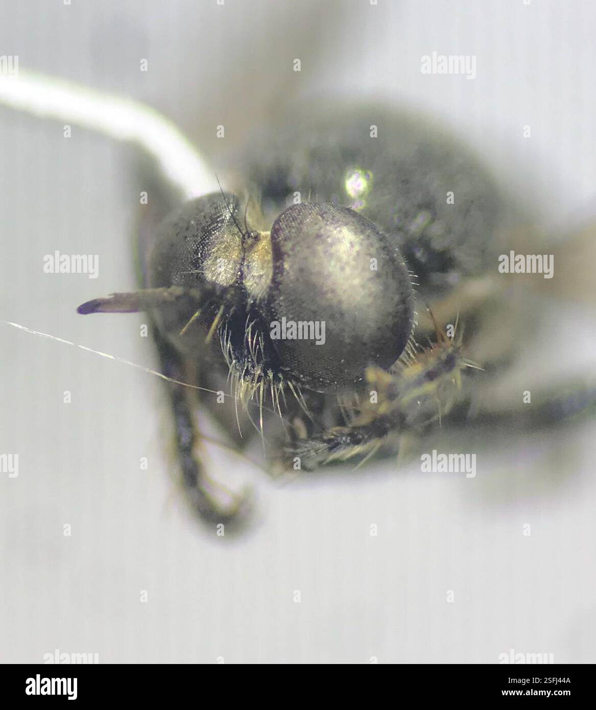 Blackbeard Micropanther (Atomosia melanopogon), Insecta, Pioneers Park ...