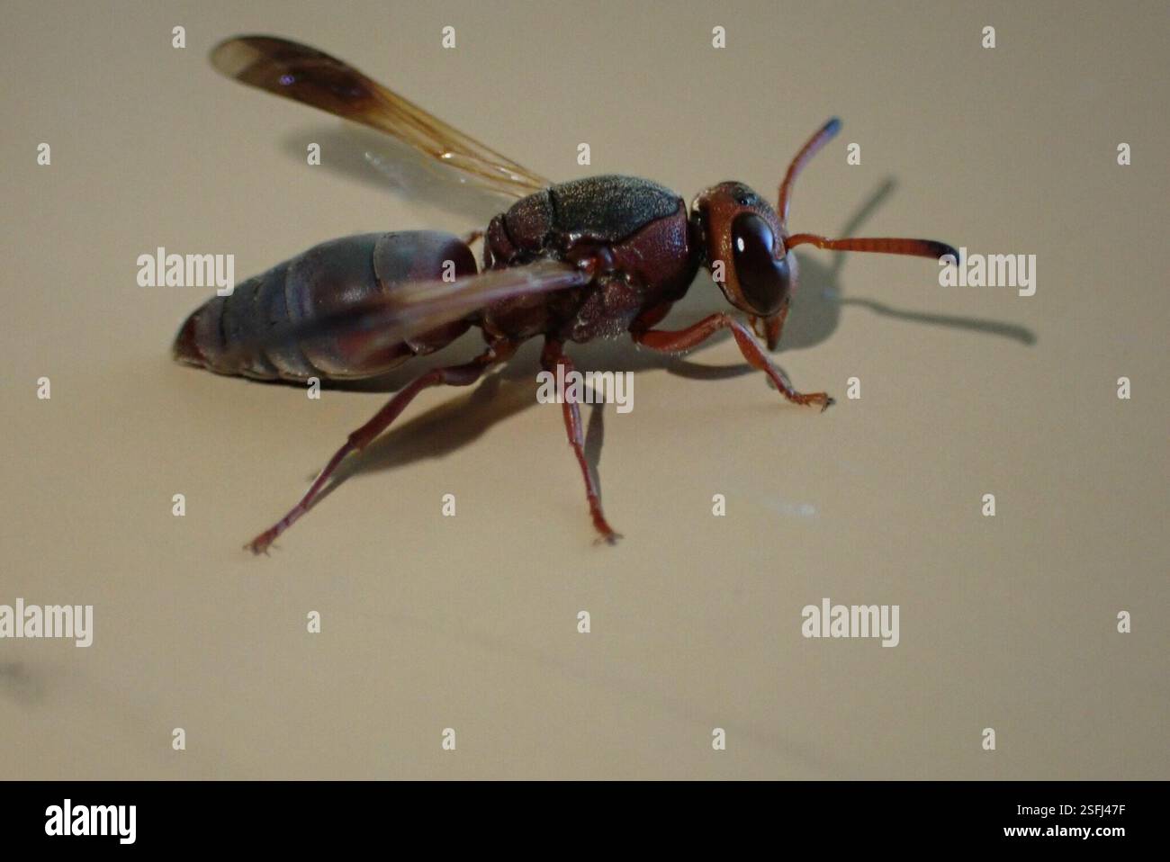 (Proepipona), Insecta, Jakkalsbessie, Malelane, South Africa Stock ...