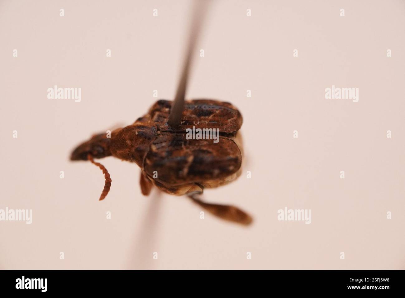 Pea and Bean Weevils (Bruchinae), Insecta, Francisco de Orellana ...