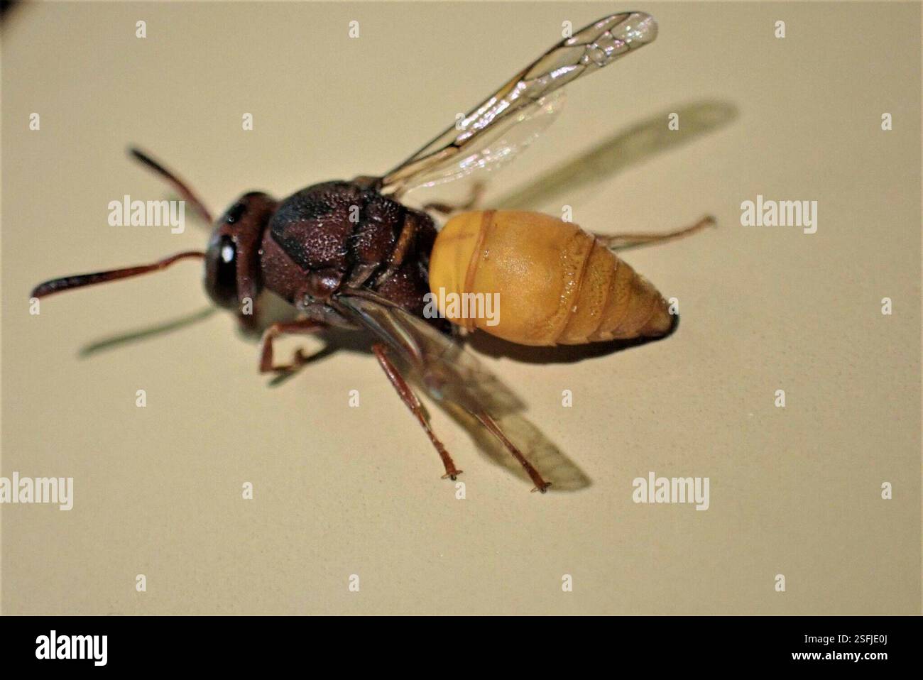 Malelane hi-res stock photography and images - Alamy