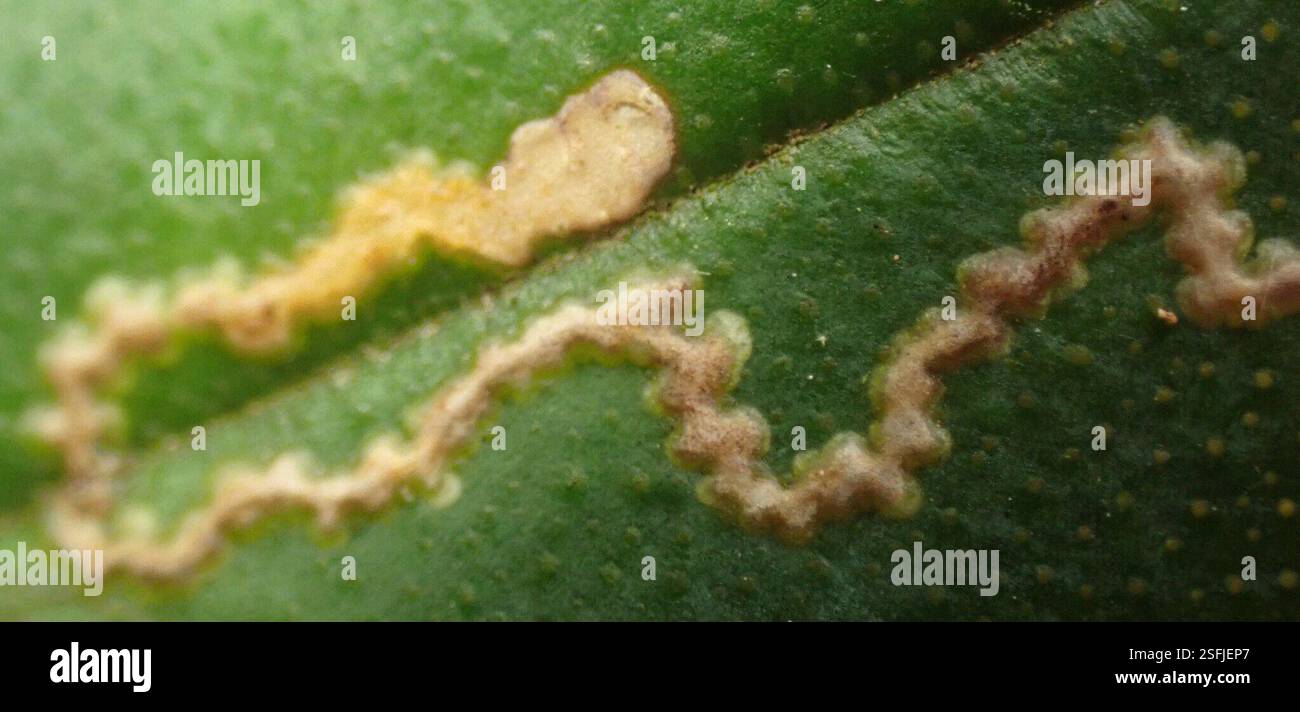 Java Winged Leaf Insect Winged and Once-winged Insects (Pterygota), Insecta, Redpa TAS 7330 ...