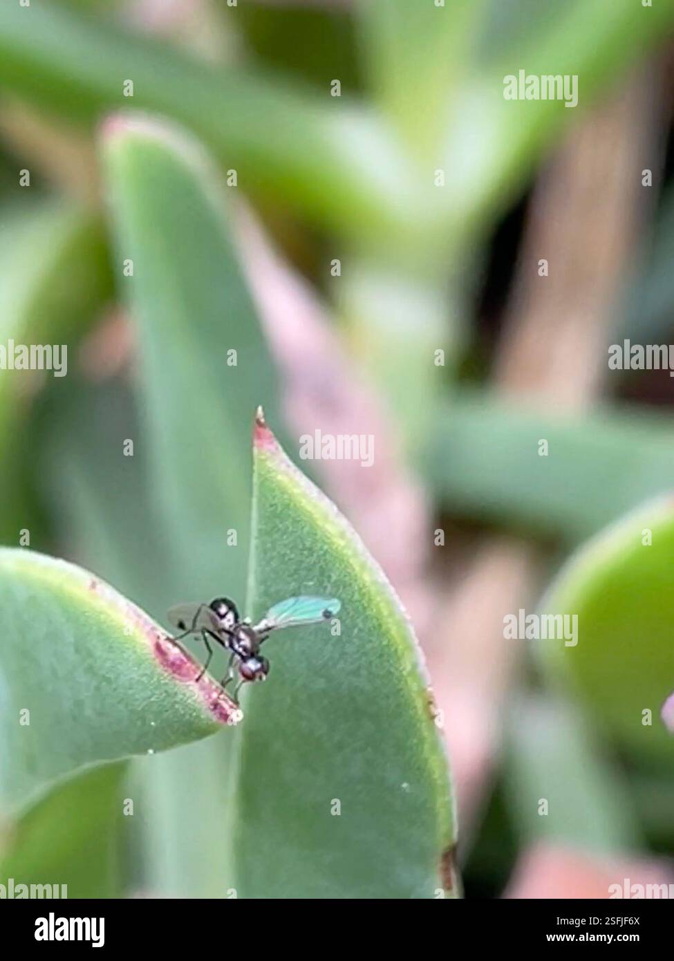 (Parapalaeosepsis plebeia), Insecta, Melbourne VIC, Australia Stock ...