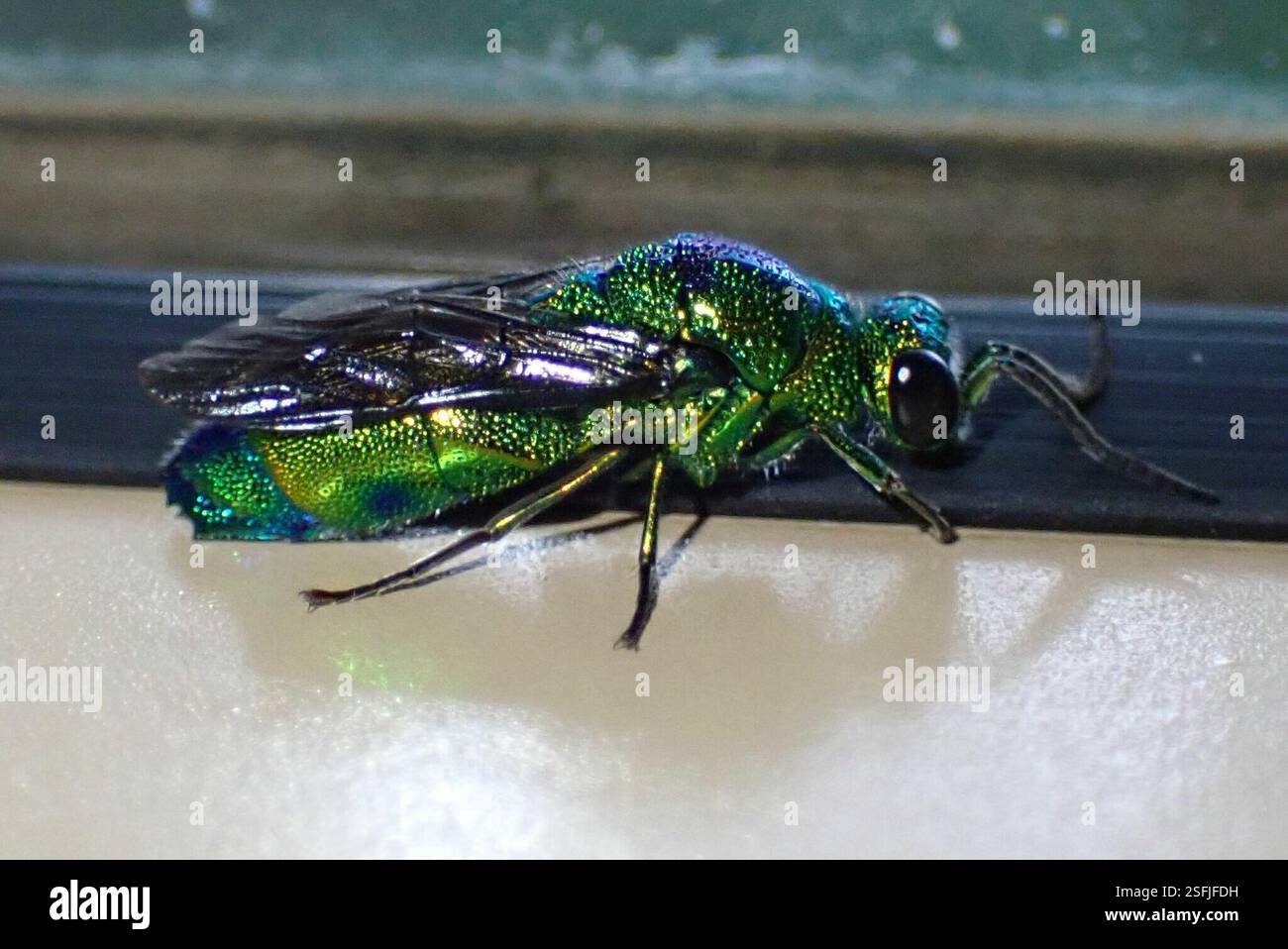 (Chrysis lincea), Insecta, Jakkalsbessie, Malelane, South Africa Stock ...