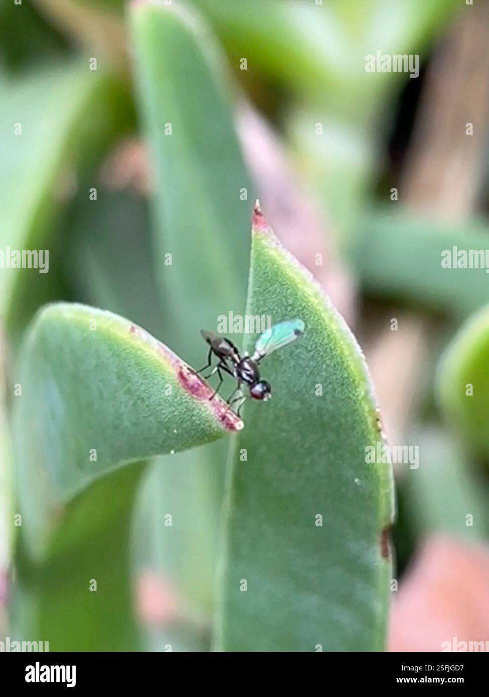 (Parapalaeosepsis plebeia), Insecta, Melbourne VIC, Australia Stock ...