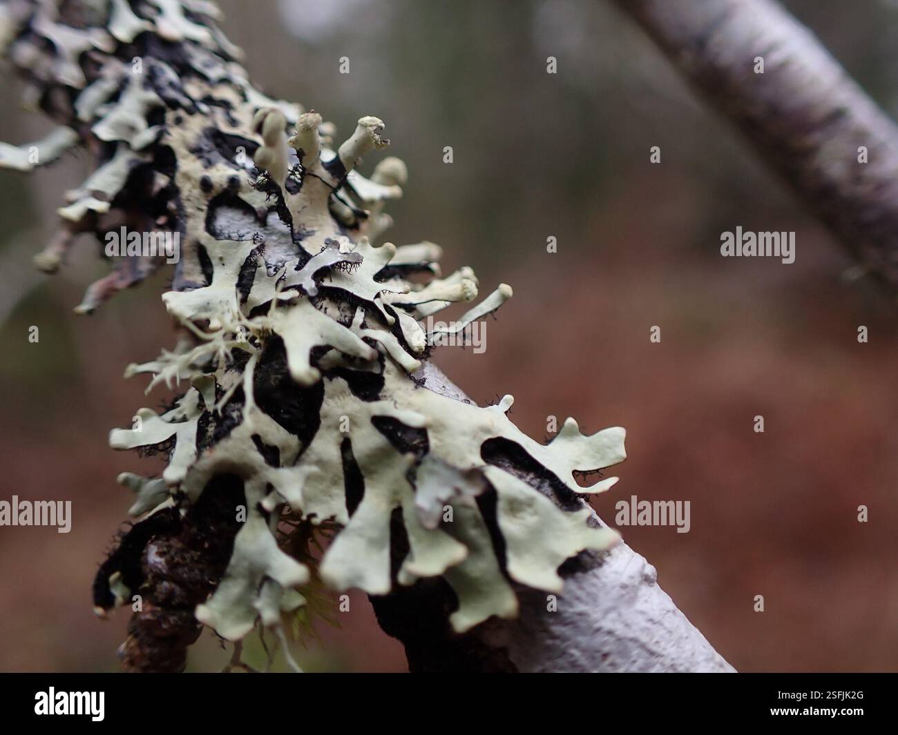 Green Loop Lichen (Hypotrachyna sinuosa), Fungi, Comox Valley, BC ...