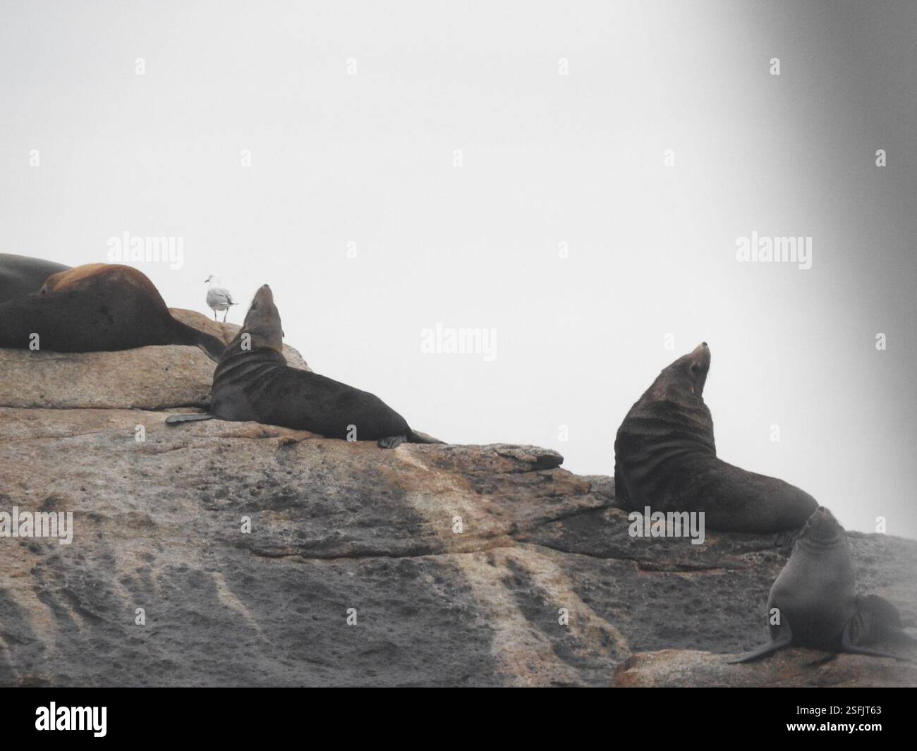 australian-fur-seal-arctocephalus-pusillus-doriferus-mammalia