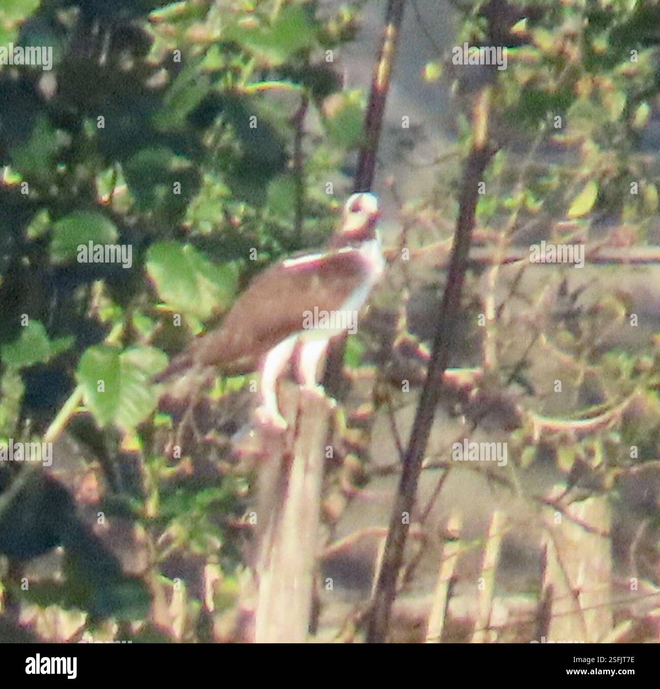Osprey Pandion Haliaetus Aves Autopista La Habana Pinar Del R o osprey-pandion-haliaetus-aves-autopista-la-habana-pinar-del-r-o
