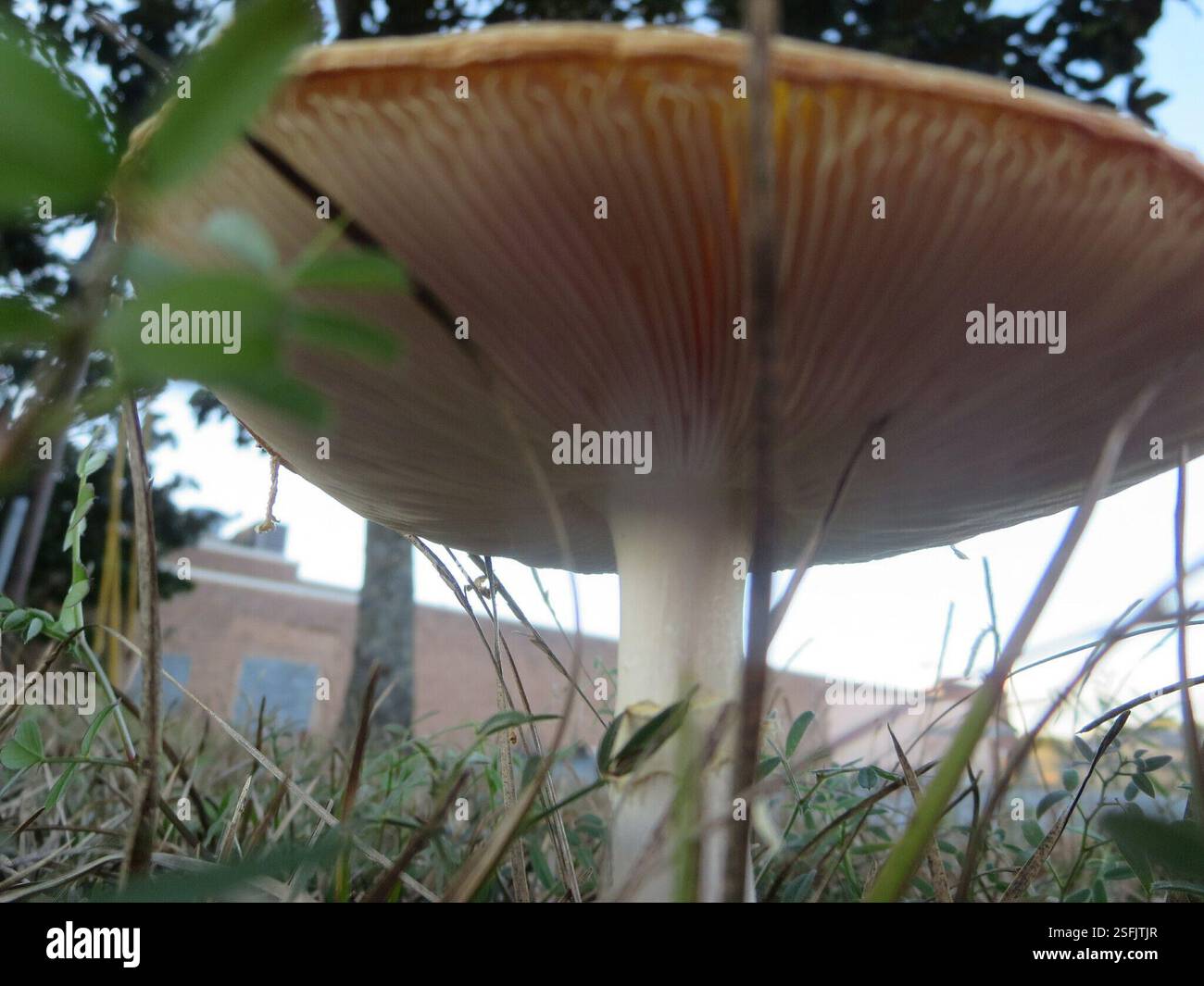 Peach-Colored Fly Agaric (Amanita persicina), Fungi, Windsor Forest ...