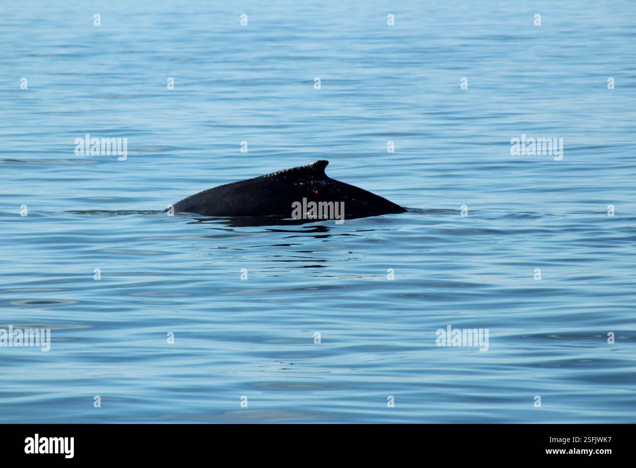 North Atlantic Humpback Whale (Megaptera novaeangliae novaeangliae