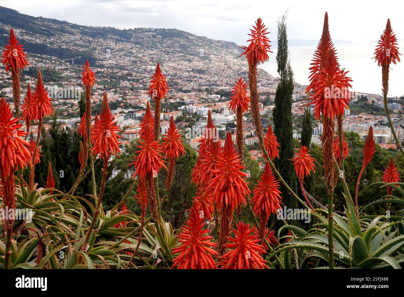 Madeira aloe hi-res stock photography and images - Alamy