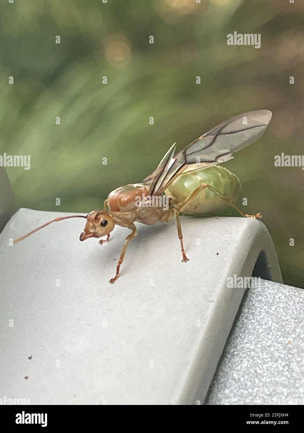 Asian Weaver Ant (Oecophylla smaragdina), Insecta, Island Point Rd ...