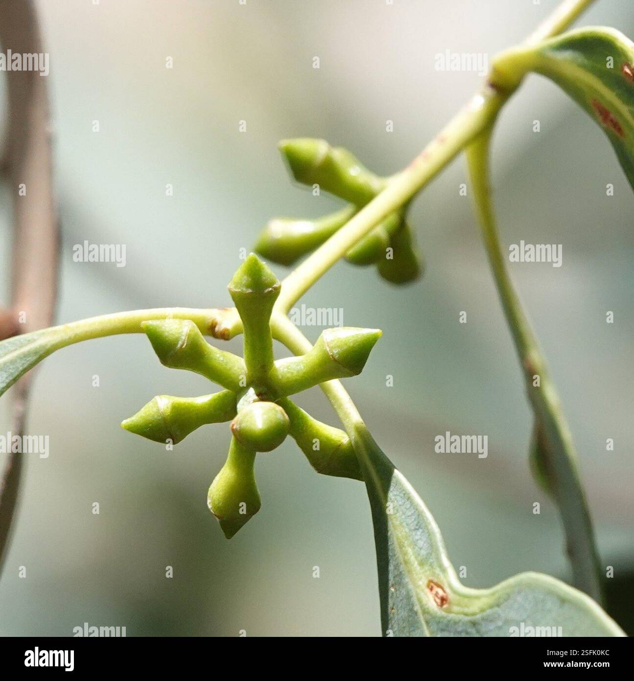 Mealy Stringybark (Eucalyptus cephalocarpa), Plantae, Heathmont VIC ...