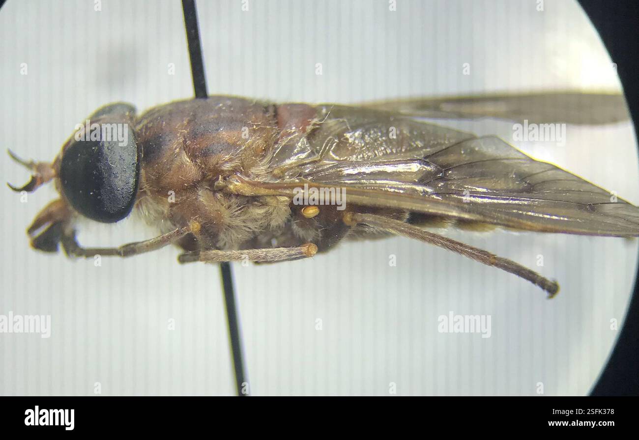 (Tabanus sulcifrons), Insecta, Indian Cave State Park, Nemaha, NE, US ...