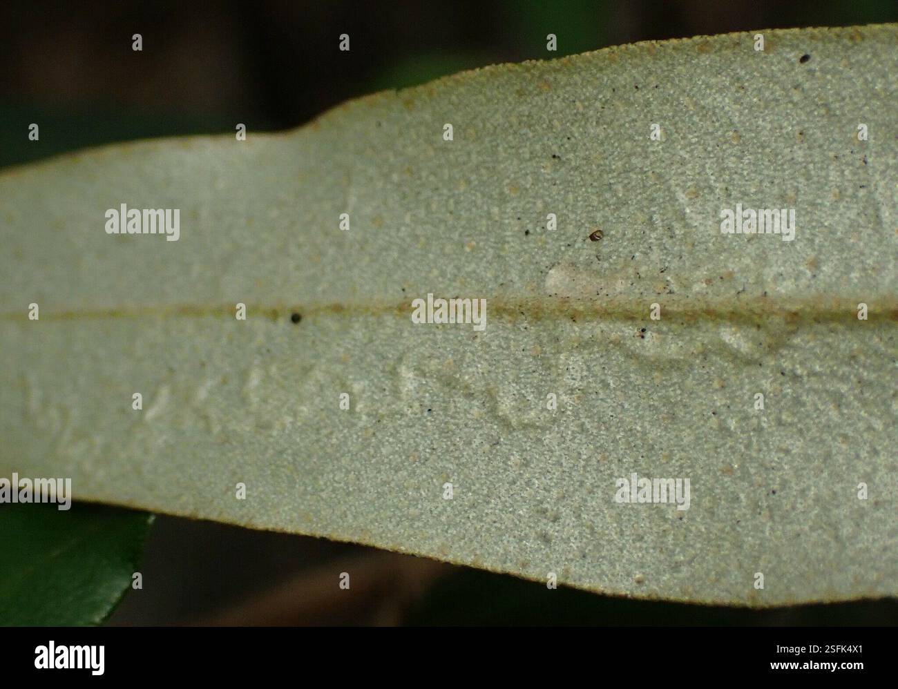 Java Winged Leaf Insect Winged and Once-winged Insects (Pterygota), Insecta, Redpa TAS 7330 ...