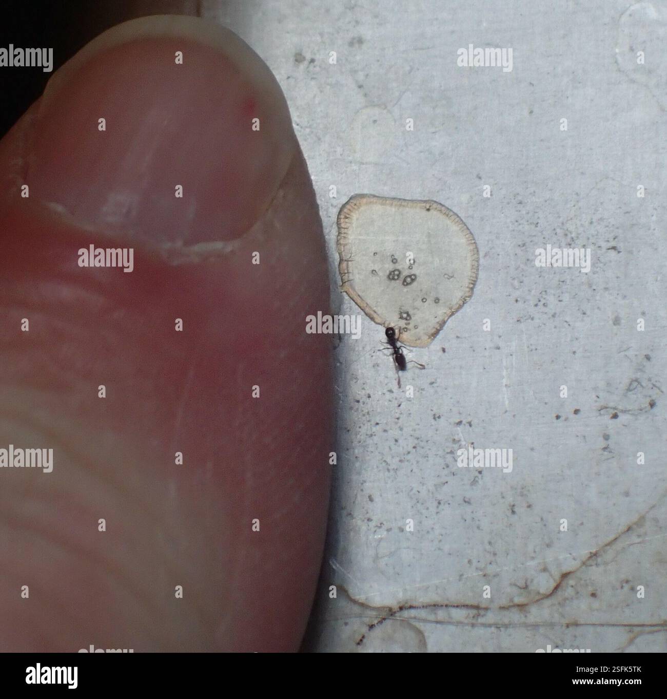 Timide Insect Ants in the kitchen sink hi-res stock photography and images - Alamy