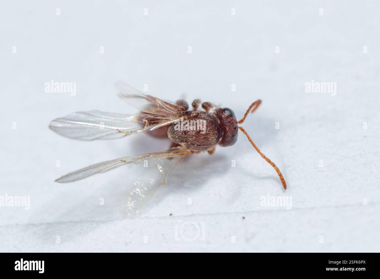 leafy oak gall wasp (Andricus quercusfoliatus), Insecta, Chimney Lakes ...